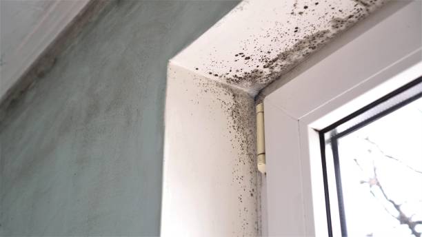 Best Basement Mold Removal  in Brookside Village, TX